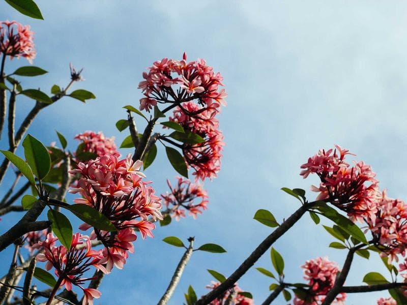 DEWALT Gorgeous Marble Sausages (KA)