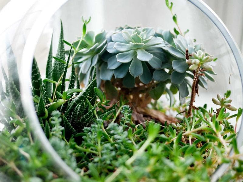 DEWALT Soft Aluminum Chicken (KA) 4