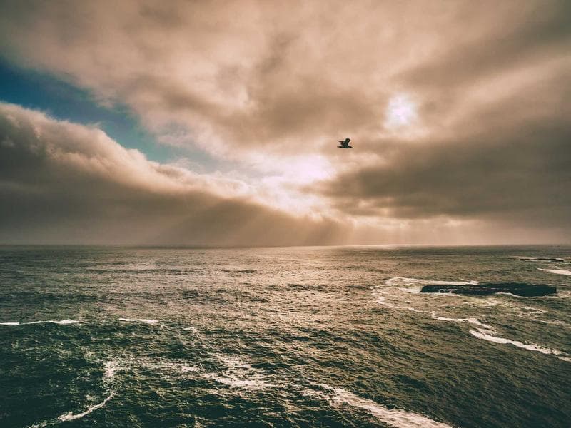 DEWALT Fresh Silk Bacon (KA)